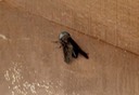 Black Horse Fly - Tabanus atratus (1)