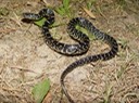 Black Kingsnake 1.JPG