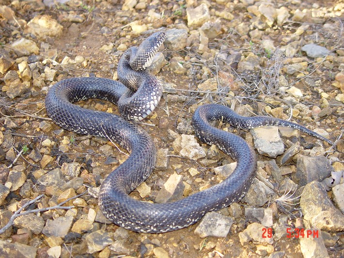 Black Kingsnake 1 Flat Rock.JPG