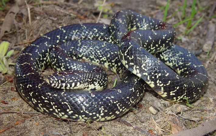 Black Kingsnake 2.JPG