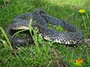 Black Kingsnake 3.JPG