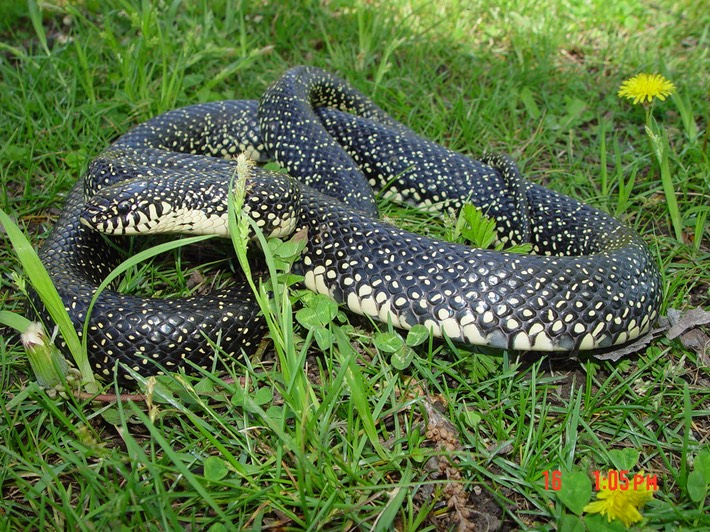 Black Kingsnake 3.JPG