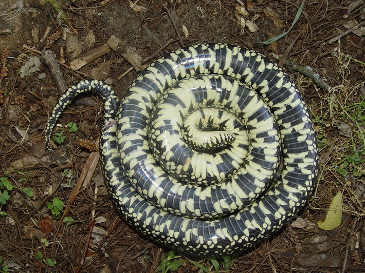 Black Kingsnake 4.jpg
