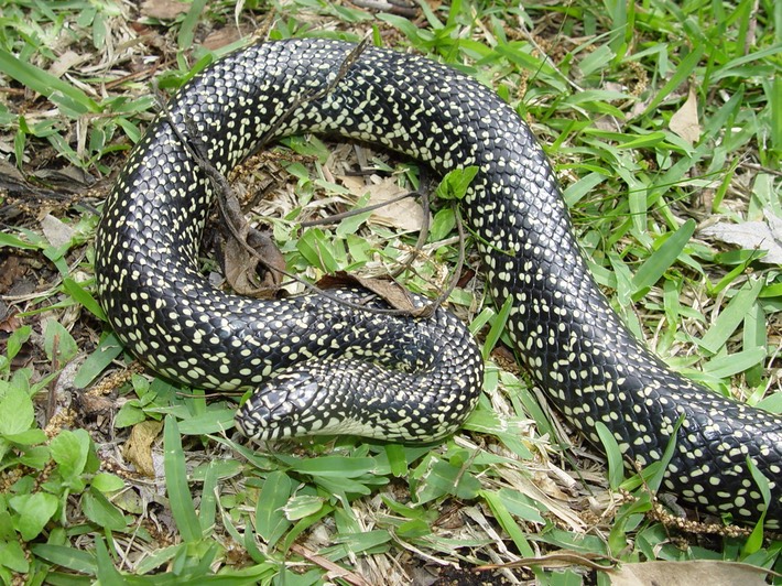 Black Kingsnake St. Bernard Parish.jpg