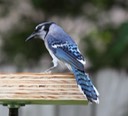Blue Jay (2)