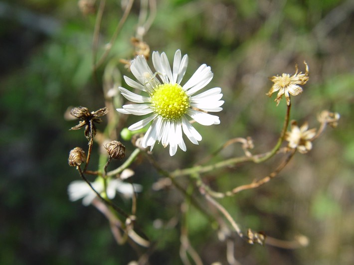 Boltonia asteroides (False Aster)