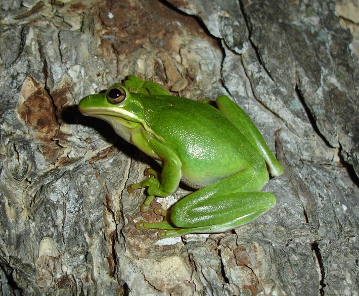 Green Treefrog Amphibians and Reptiles of Louisiana