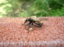 Bumble Bee