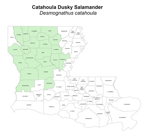 Catahoula Dusky Salamander