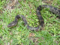 chalmette (18)