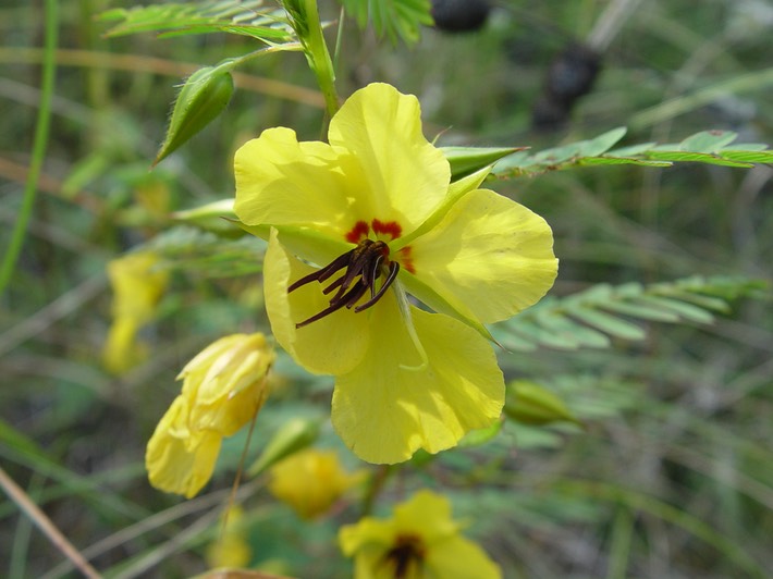 Chamaecrista fasciculata (Partridge Pea) 2