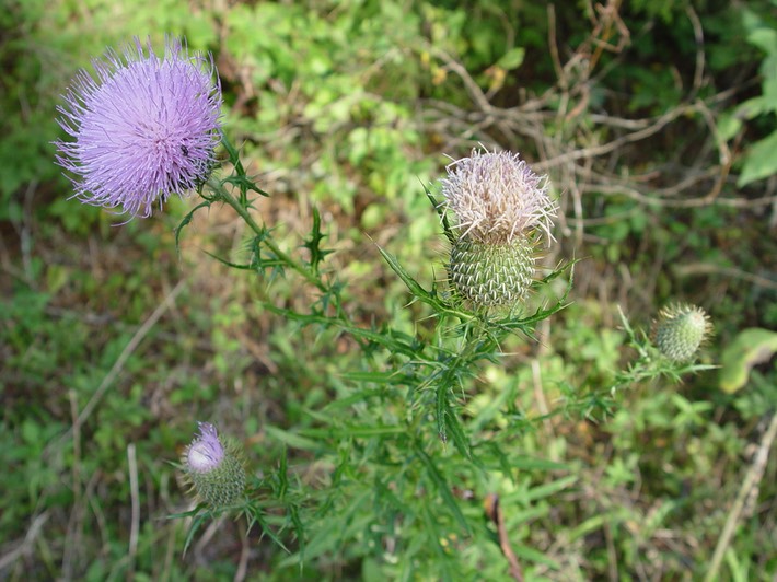 Cirsium discolor (Field Thistle) 4