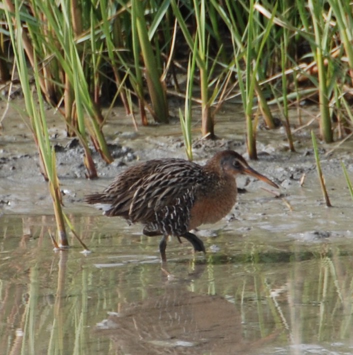 Clapper Rail (2)