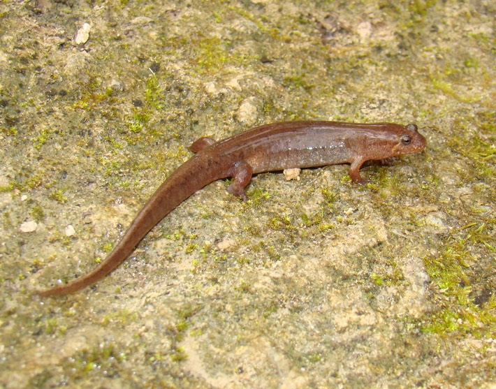 Clark Creek Wilkinson County, MS DCON 3