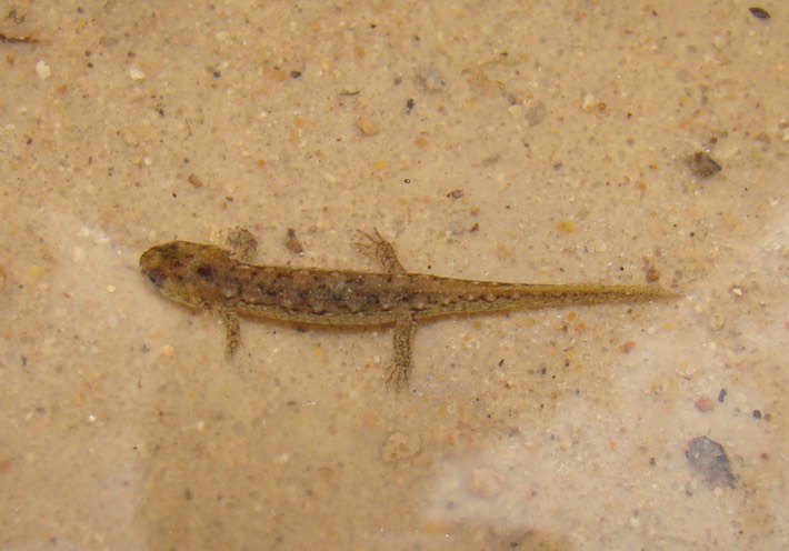 Clark Creek Wilkinson County, MS DCON