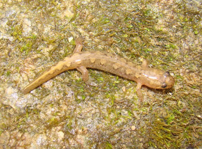 Clark Creek Wilkinson County, MS DCON 2