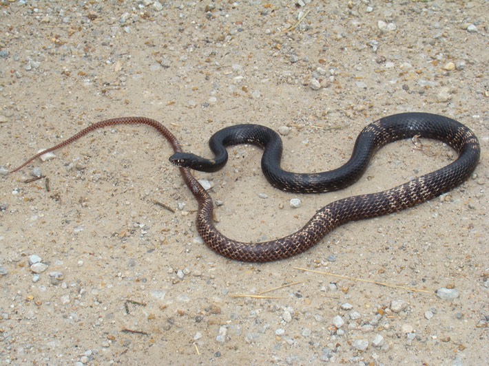 Coachwhip MHA '07 Spring Field Trip SW MO.jpg