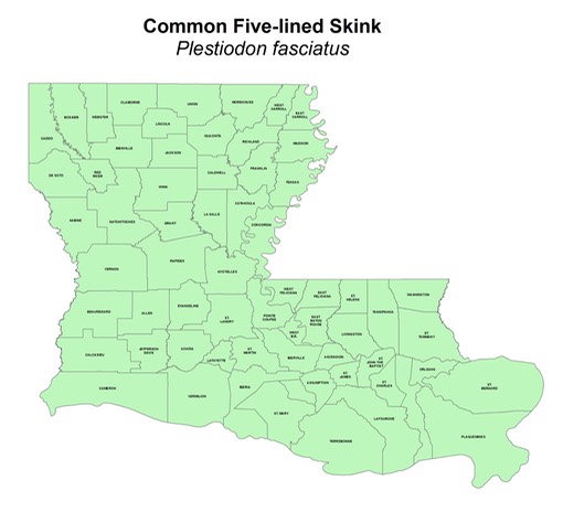 Common Five-lined Skink