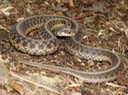 Common Gartersnake 2.JPG