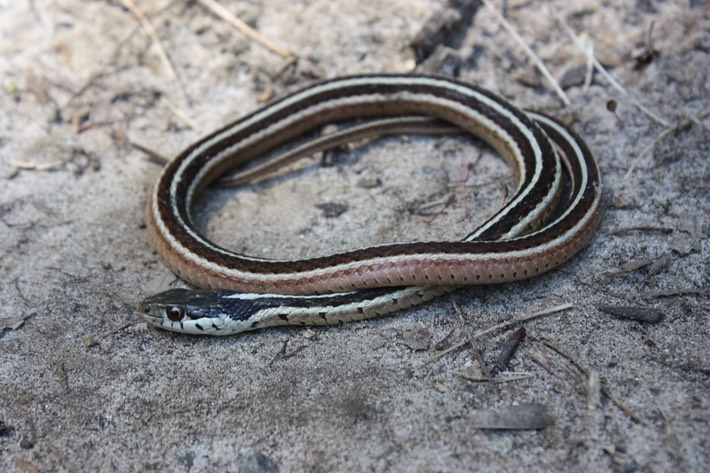 Common Gartersnake Clinton.JPG