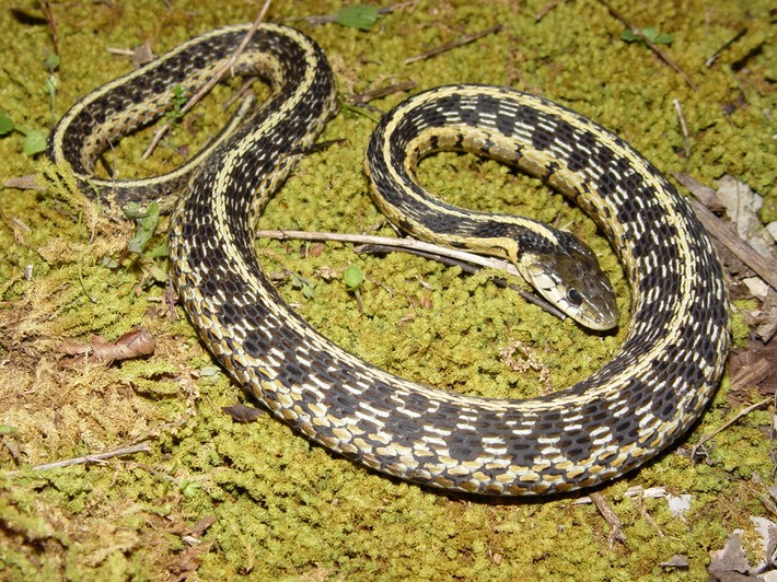 Common Gartersnake Flat Rock.jpg