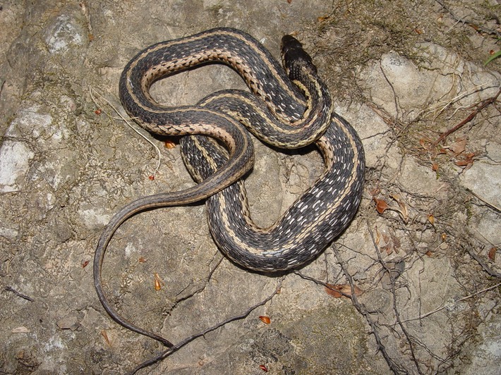 Common Gartersnake Old Stone For Arch. Park.jpg