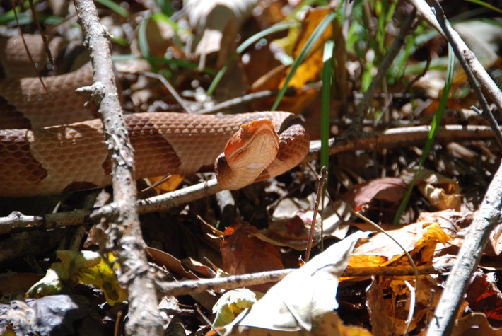 Copperhead.JPG