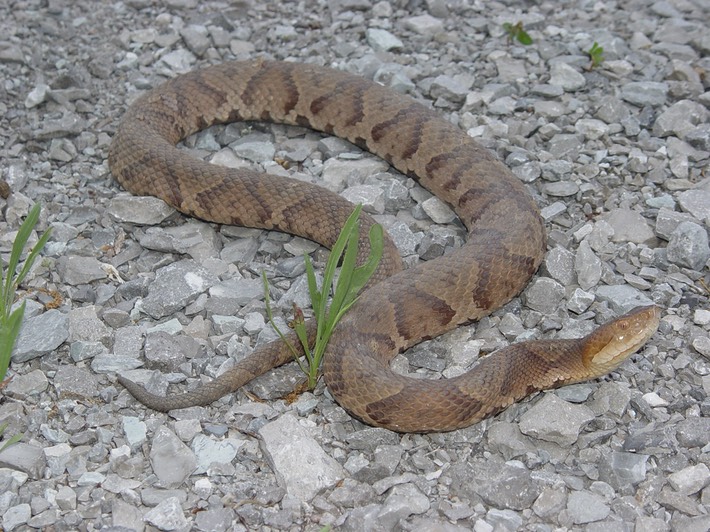 Copperhead 4.jpg
