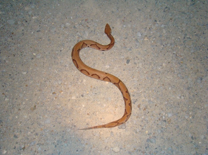 Copperhead 4.JPG