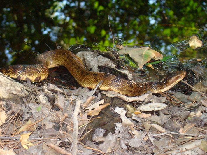 Cottonmouth 1.jpg