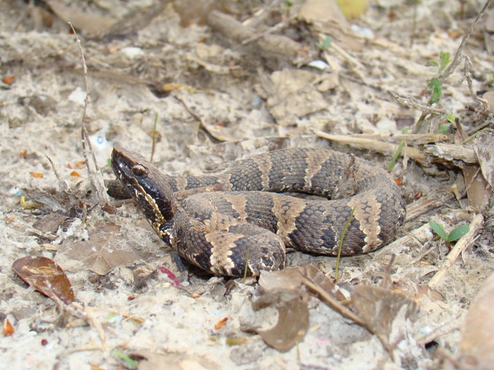 Cottonmouth 1.JPG