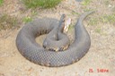 Cottonmouth 1.JPG