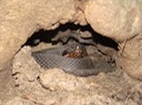 Cottonmouth 1.JPG