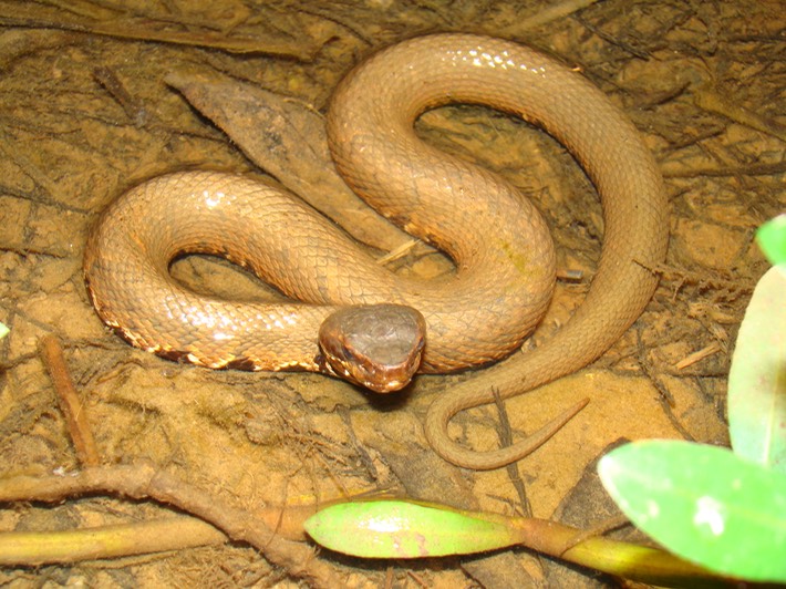 Cottonmouth 2.JPG