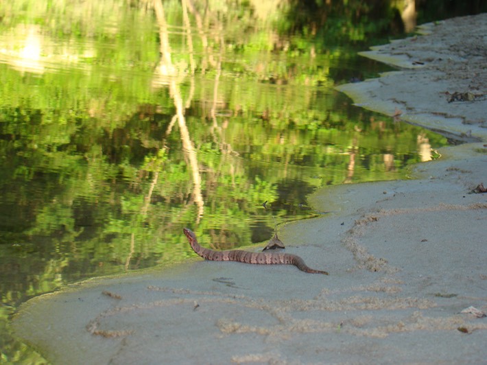 Cottonmouth 2.jpg