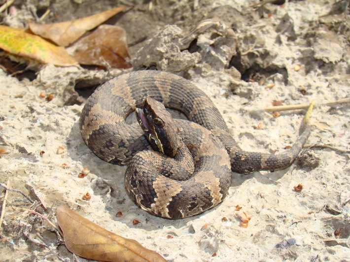 Cottonmouth 2.JPG