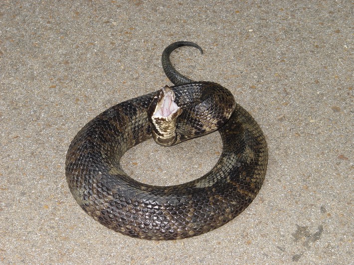 Cottonmouth 2.jpg