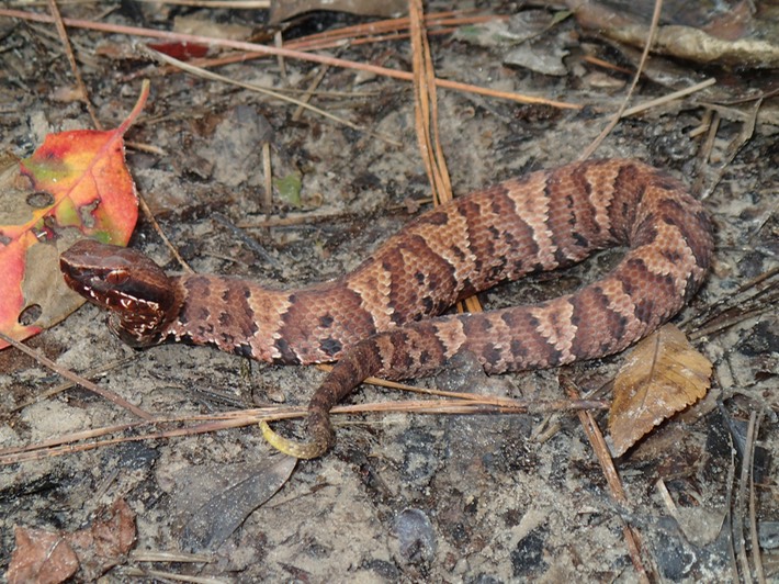 Cottonmouth 3.JPG