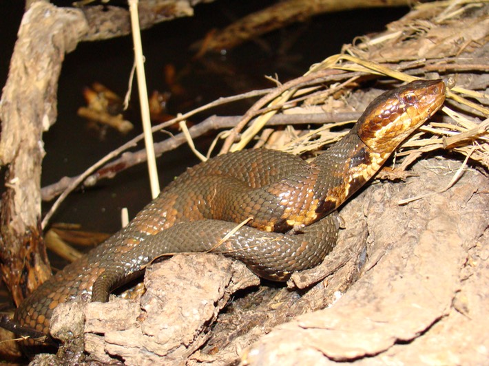 Cottonmouth 3.JPG