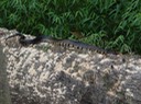 Cottonmouth 5.jpg