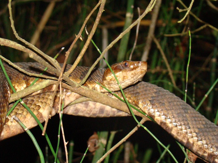 Cottonmouth 5.JPG
