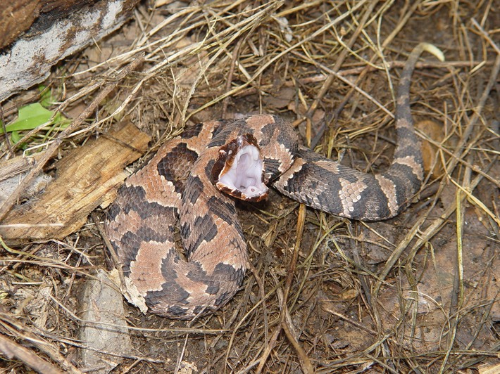 Cottonmouth 6.jpg