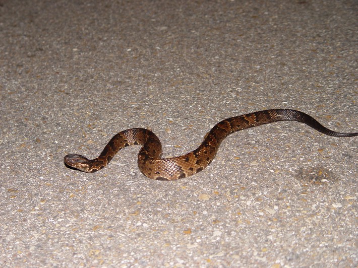 Cottonmouth Hwy 51 Tangi St. John.jpg
