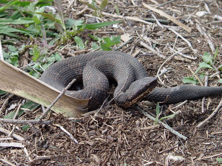 Cottonmouth Manchac WMA St. John 1.jpg