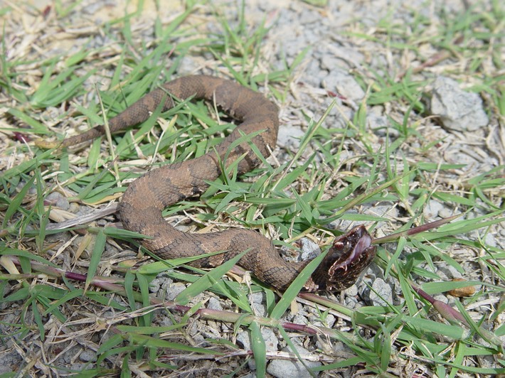Cottonmouth Manchac WMA St. John 2.jpg