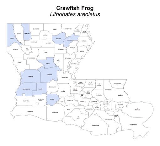 Crawfish_Frog