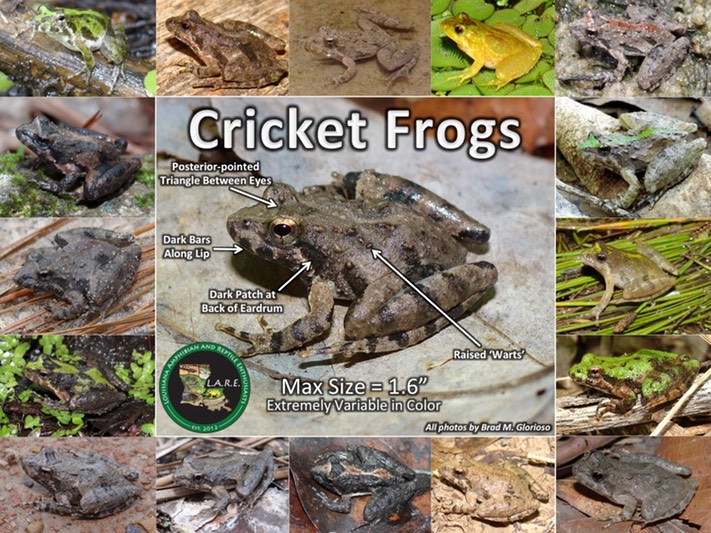 Cricket Frogs