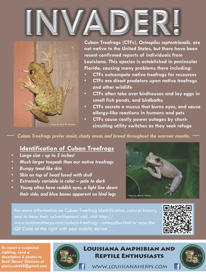 Cuban Treefrog Flyer (LARE)