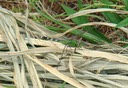 Dahomey NWR Bolivar Co., MS 1