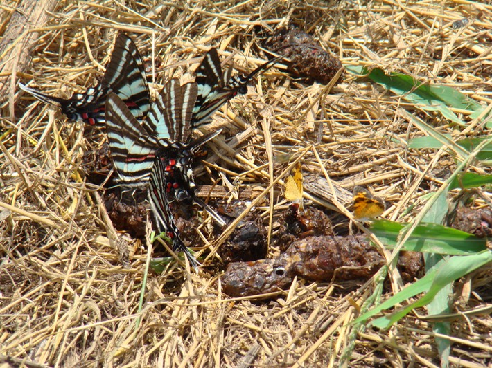 Dahomey NWR Bolivar Co., MS 2